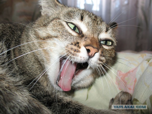 А у тебя есть фото твоей зевающей котейки ?