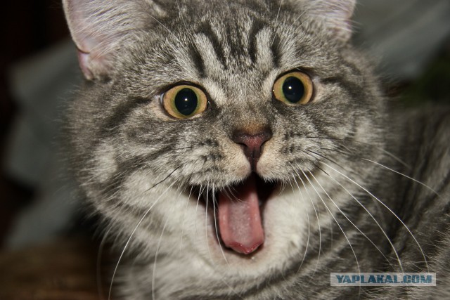 А у тебя есть фото твоей зевающей котейки ?