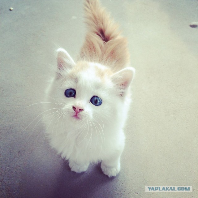 Котовторник 12.08.2014