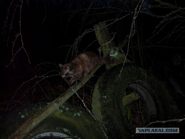 Жизнь домашнего приюта для котеек 44