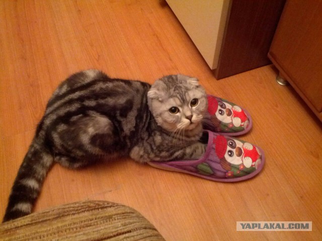 Котовторник