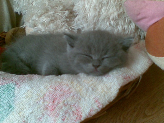 Котовторник 12.05.2015