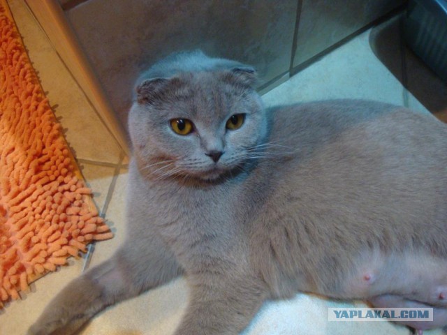 Котовторник 06.10.2015