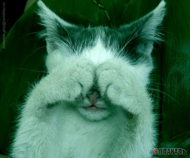 Коты, кошки, котята
