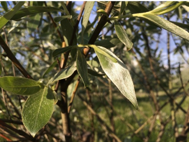 Подскажите как называется. @sorry_vill228:а как фильм называется?. Подскажите как называется. Дикий хинин. Подскажите как называется.