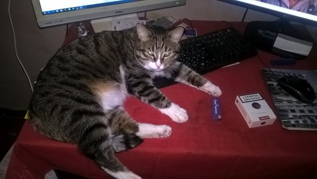 Котовторник 30.08.2016