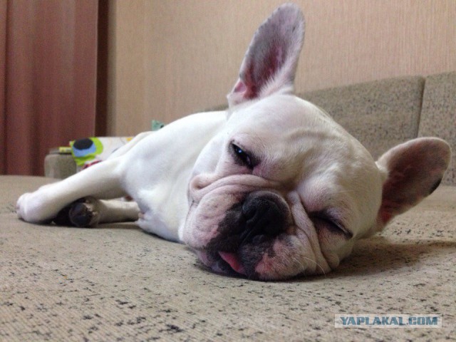 Я жду тебя за Радугой