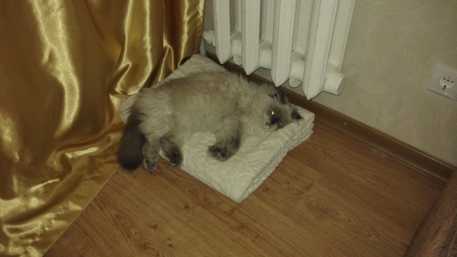 Котовторник 13.12.2016