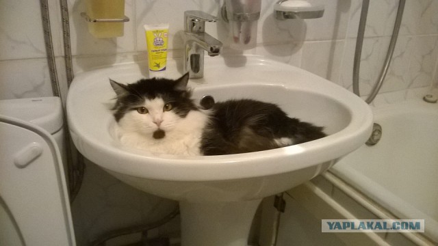 Котовторник 13.12.2016