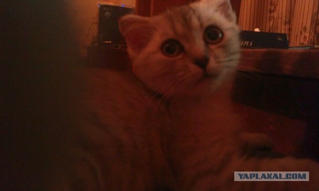 Тот самый, "Ёшкин кот"