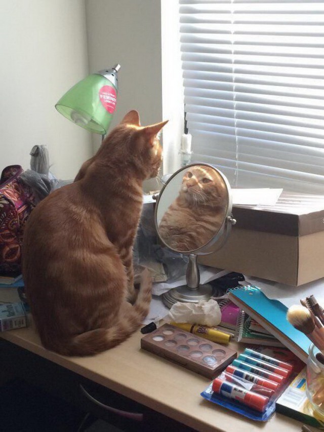 Коты и Кошки