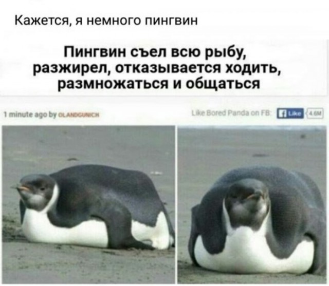 Приколы в стиле "регресс"