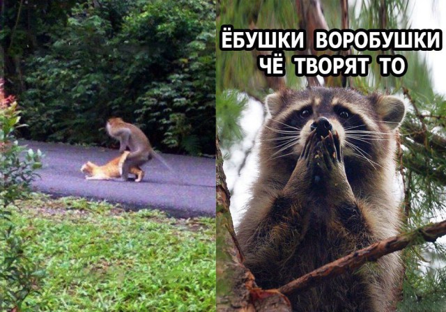 Нестандартный юмор