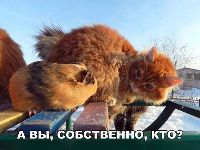 Прикольных котов пост