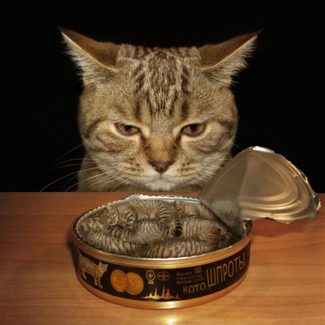 С котом по жизни