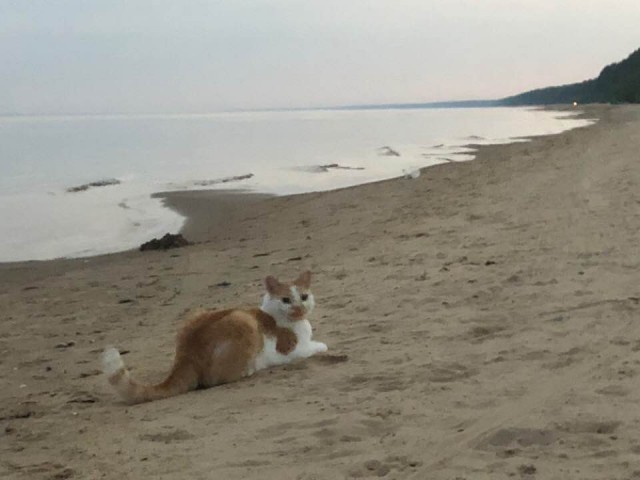 Котовторник  31.07.2018