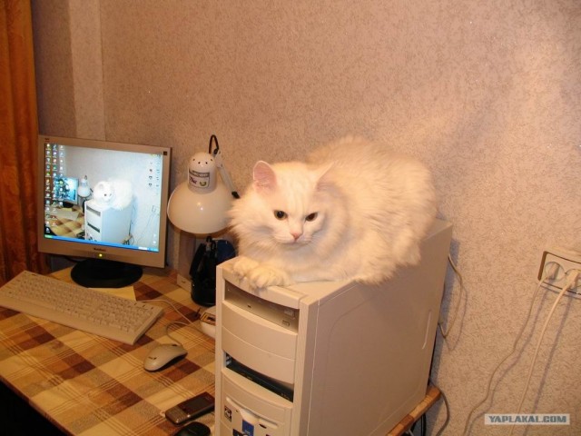 В рамках "Котовторника" (35 фот)
