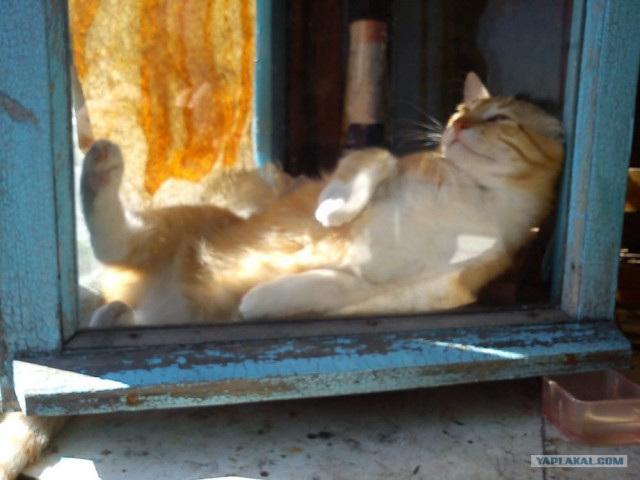Котовторник на середину июня