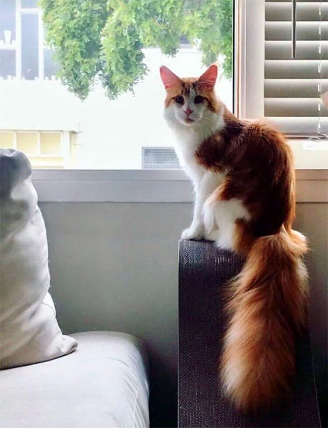 Прикольных котов пост