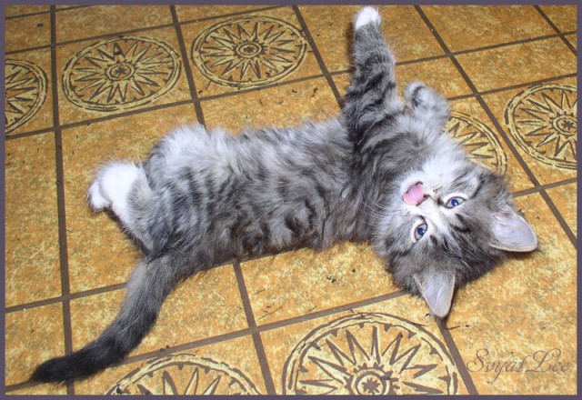 Котовторник с Максом