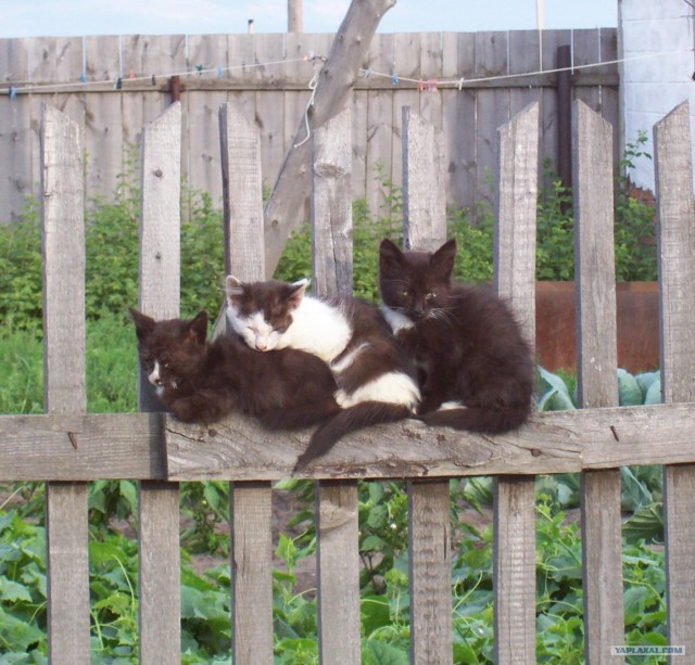 Сонный Котовторник