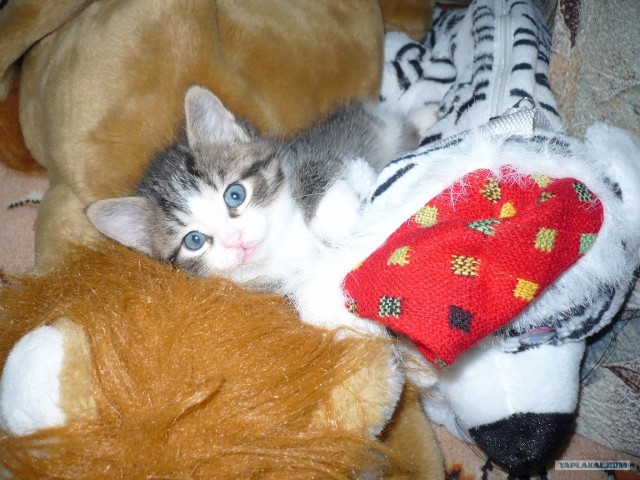 Котовторник 1.11.11