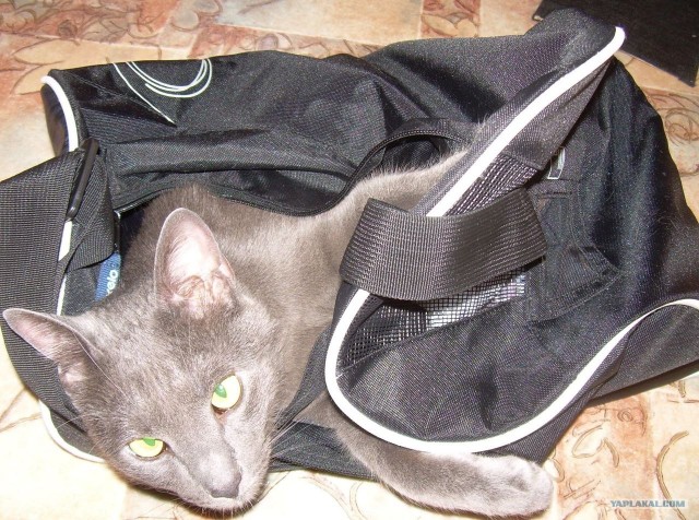 Котовторник (24. 01. 2012 )
