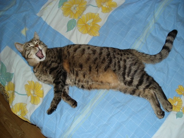 Котовторник (14.02.2012)