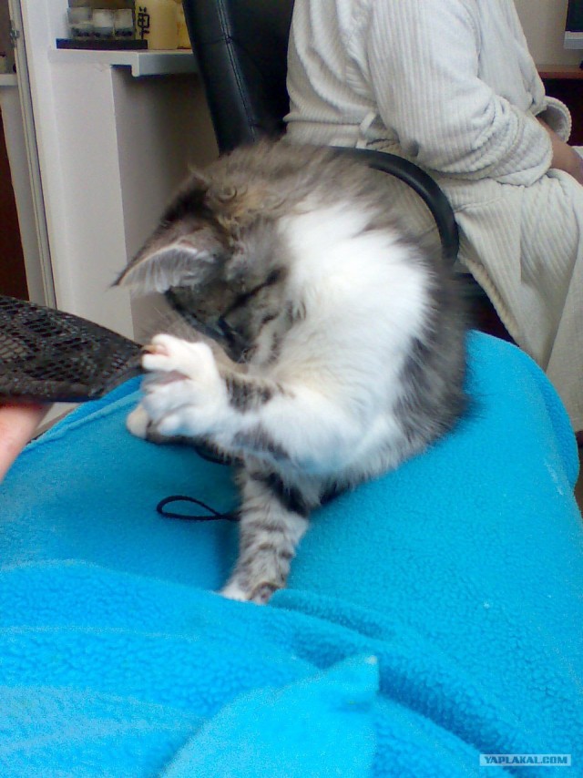 КОТОВТОРНИК (6.03.2012)