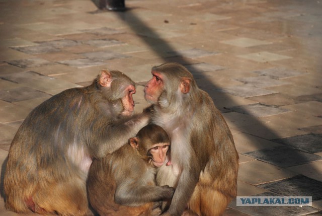 Разговор с местным в Абхазии