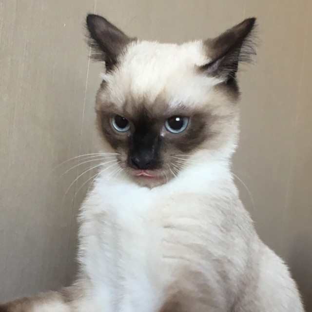 Забавные фото котеек