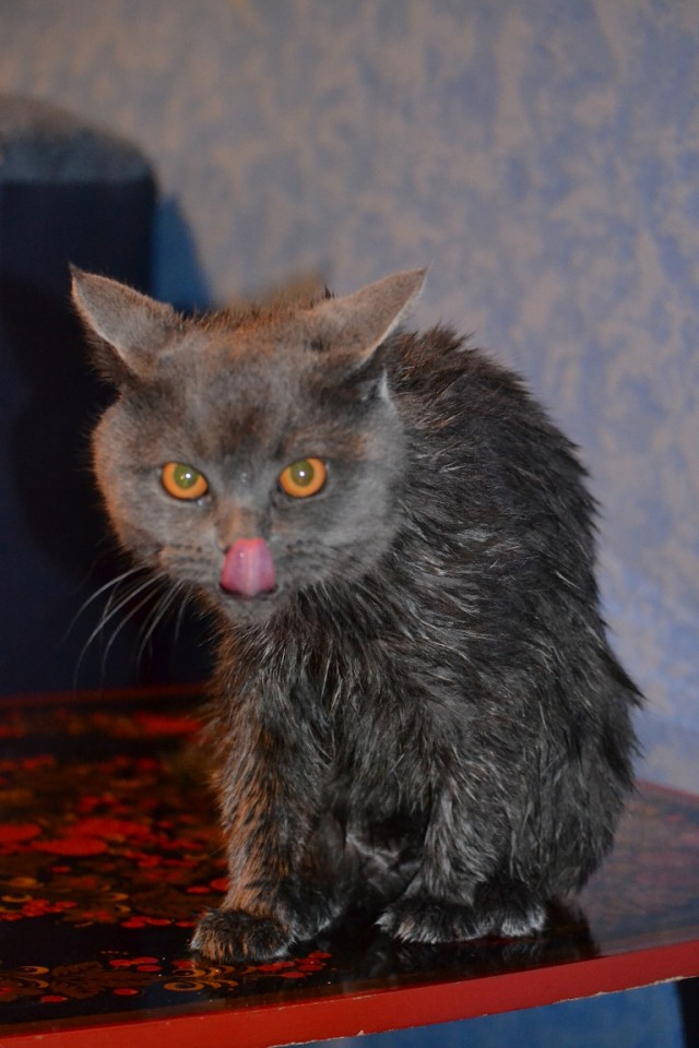 Новогодний Котовторник 01.01.2013