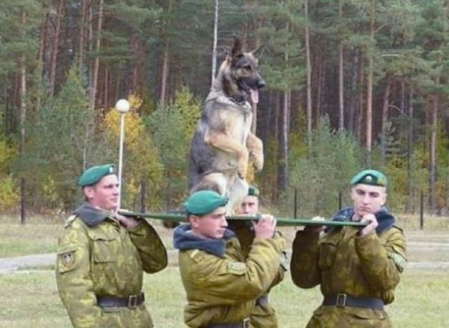 Живность из сети