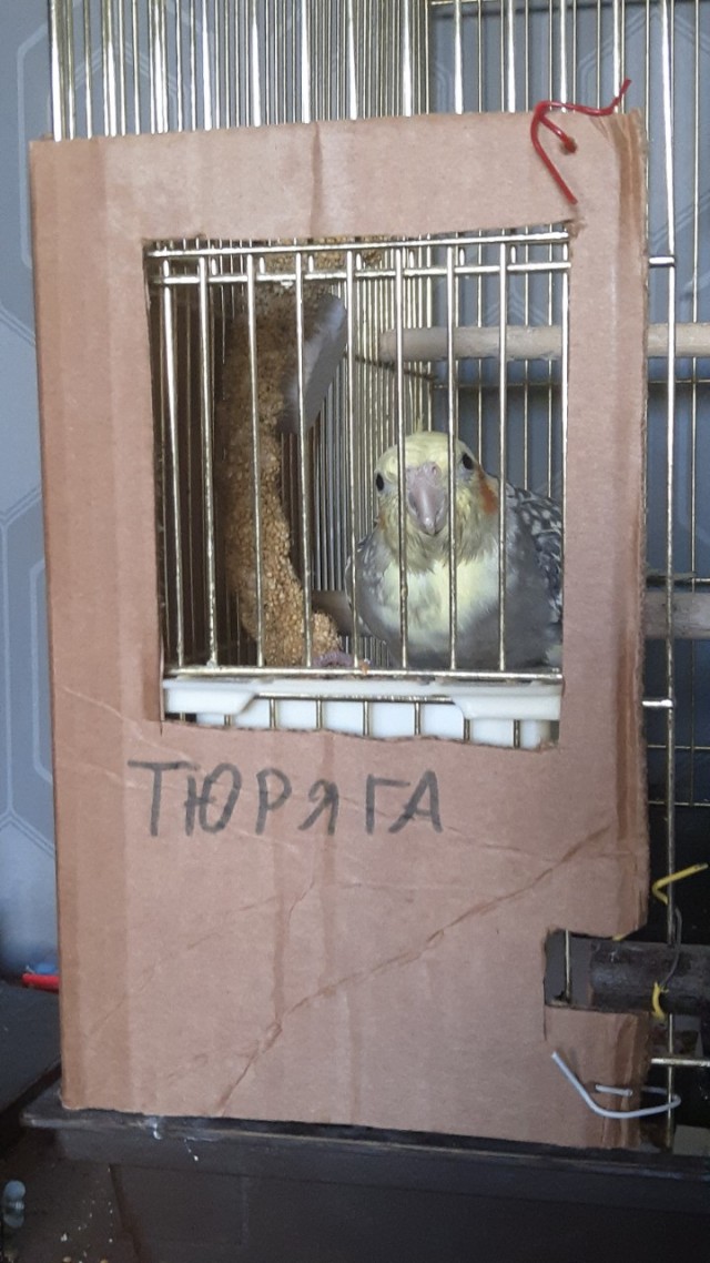 Живность из сети