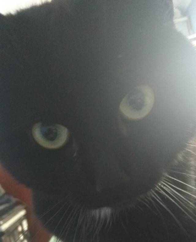 Paзнoвиднocти тьмы