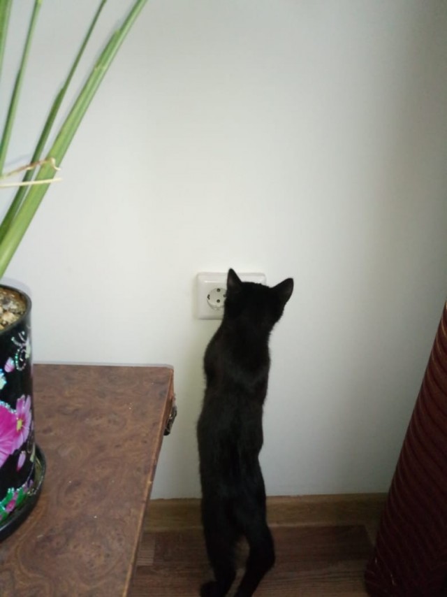 Забавные фото котеек