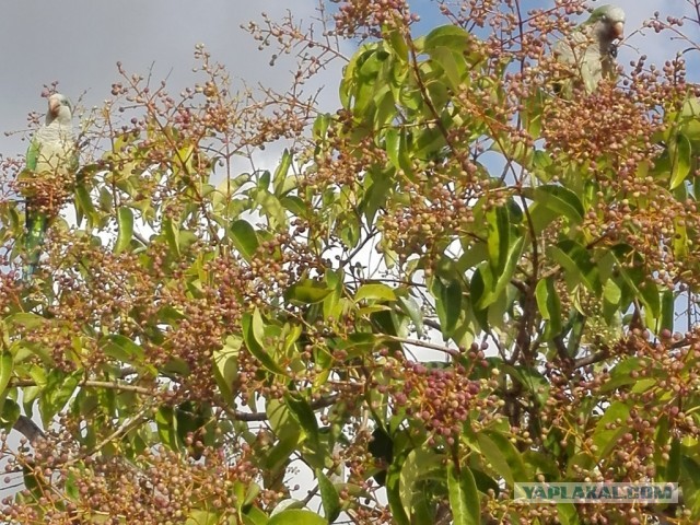 Треска с попугаями