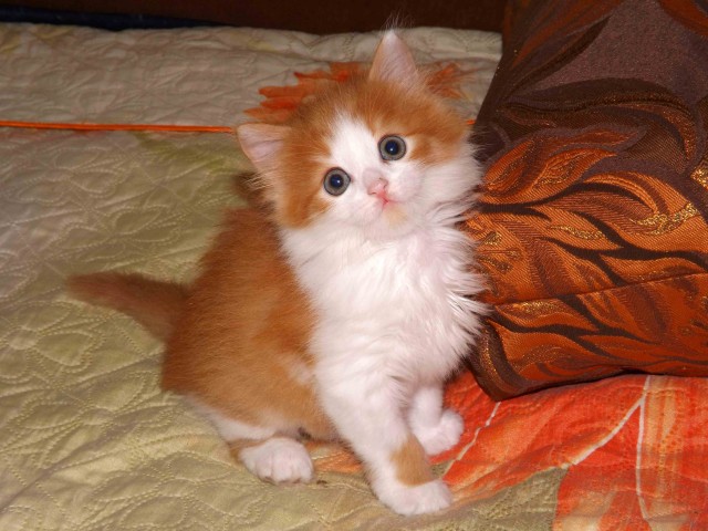 Ну, с котовторником!