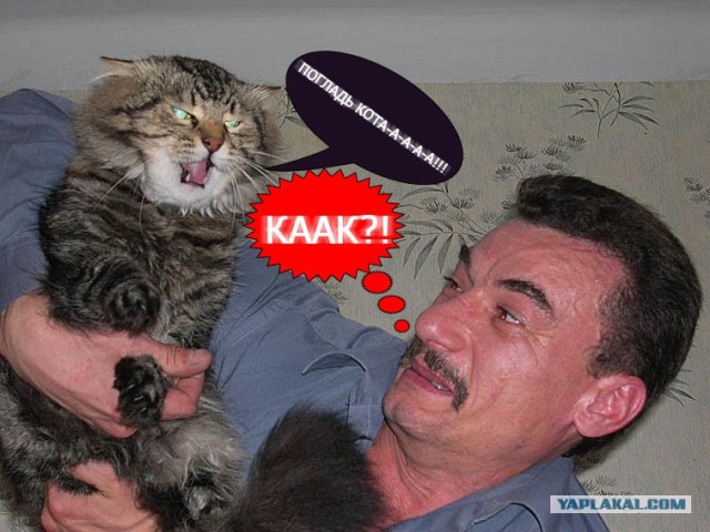 Злой кот