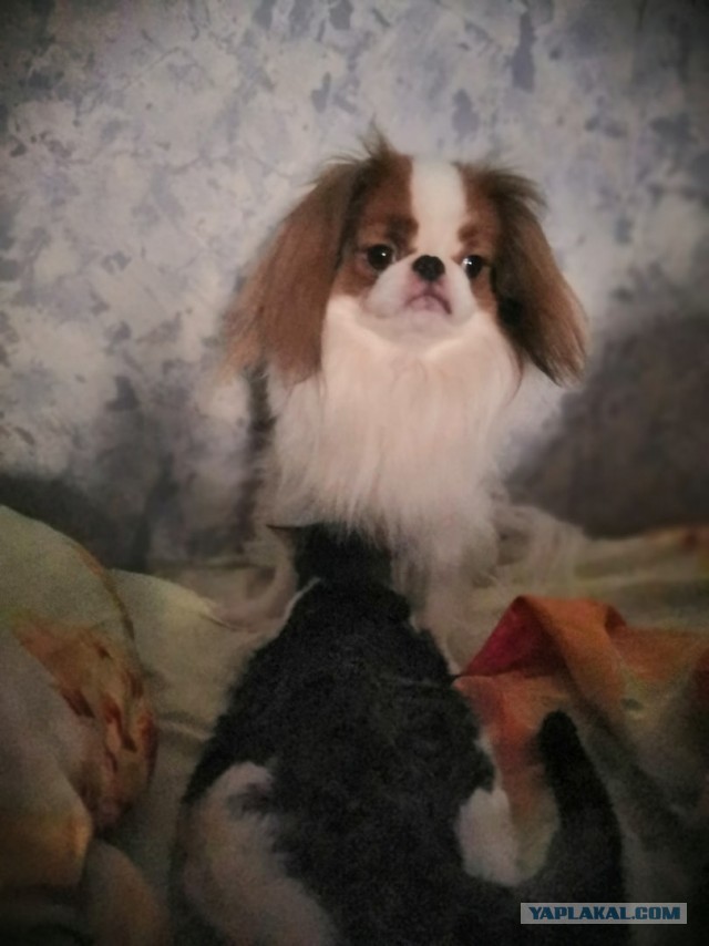 Доброты и милоты вам в ленту