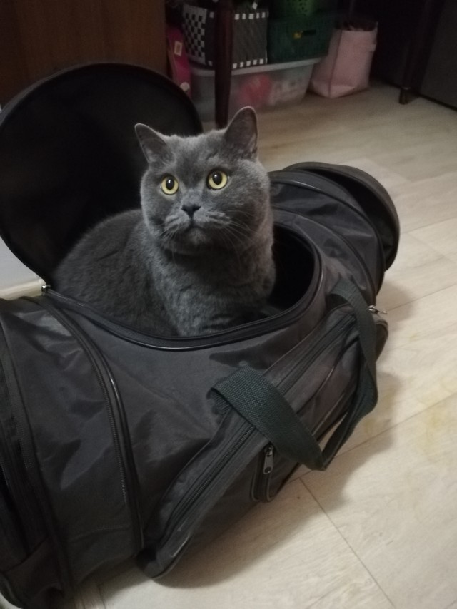 Котовторник 17.11.20