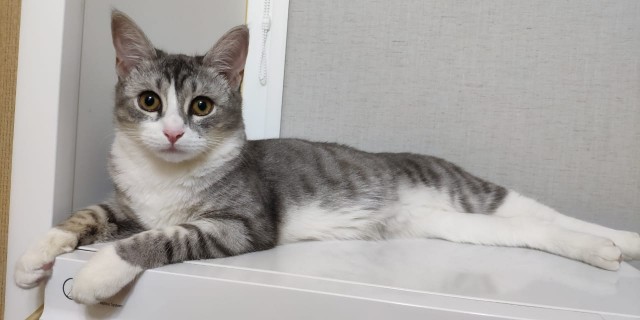 Котовторник 24 11 2020