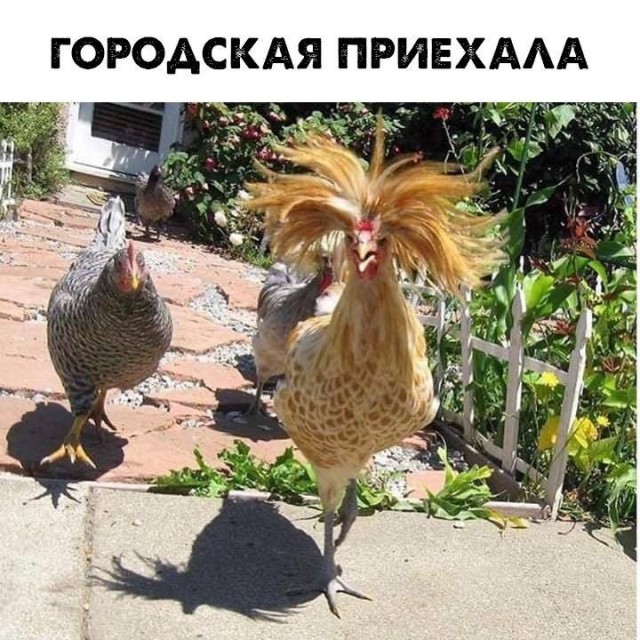 Юмор и прикольные картинки