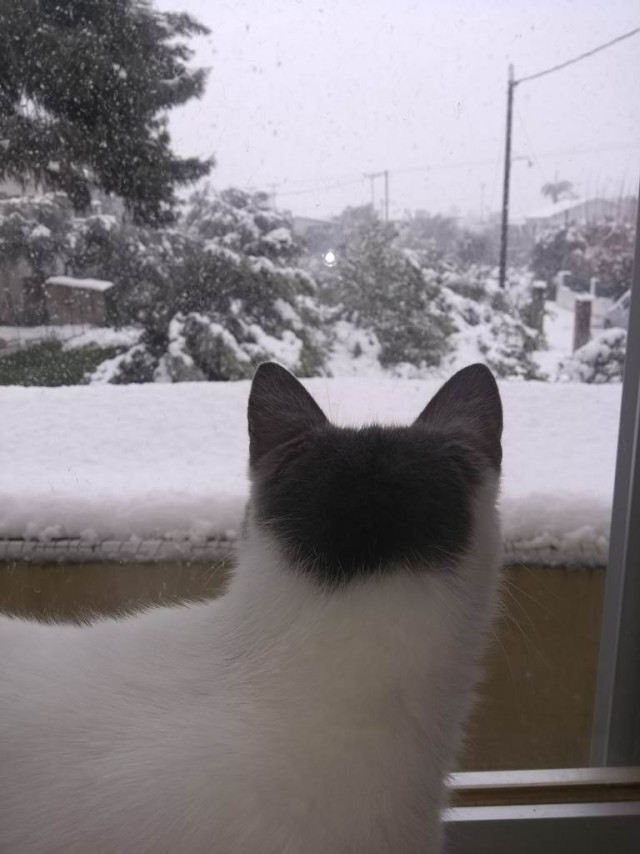 Котовторнику быть!