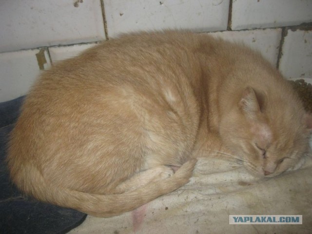 Жизнь домашнего приюта для котеек 331