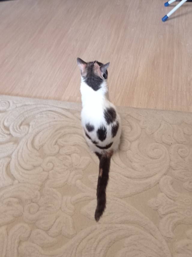 С котовторником!