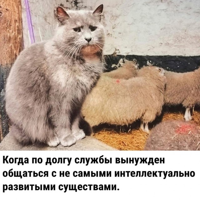 Картинки и мемы для настроения 11.11.2021