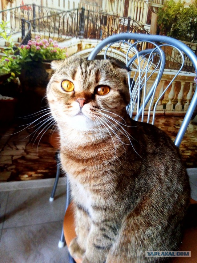Котовторник вроде.