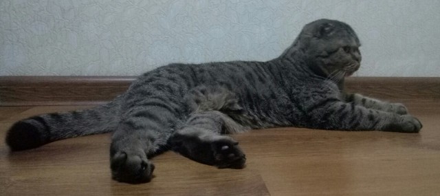 Котовторник