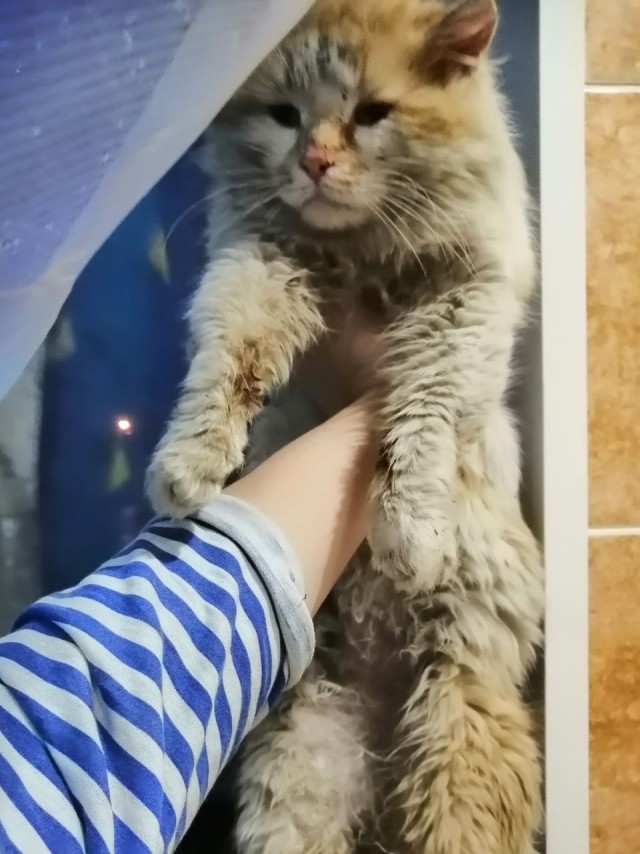 Котовторник! Пара фоток суровых котов.